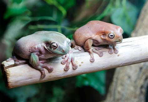 Basic Care: White's Tree Frog | Arizona Exotics | -Frogs Resources