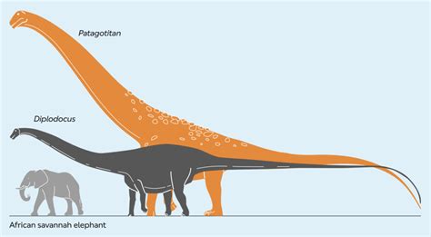 Titanosaur: largest land animal ever stomps again at Natural History Museum