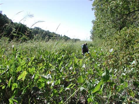 Freshwater Tidal Marsh Guide - New York Natural Heritage Program