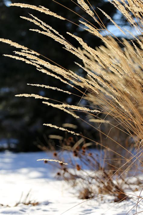 Winter Grass – M. Sullivan Photography