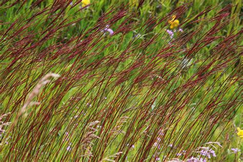 500+BIG BLUESTEM Seeds American Native Prairie Grass Clumping Ornamental Kansas - Ornamental ...