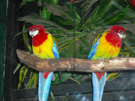 Tropical Rainforest birds by Zu-zu1 on DeviantArt