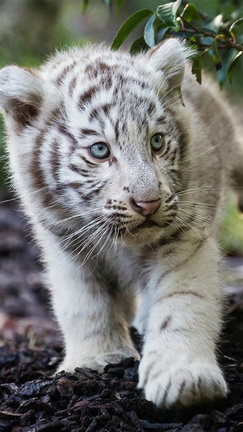 1080x1920 Cute Cub Bengal White Tiger Iphone 7,6s,6 Plus, Pixel xl ,One ...