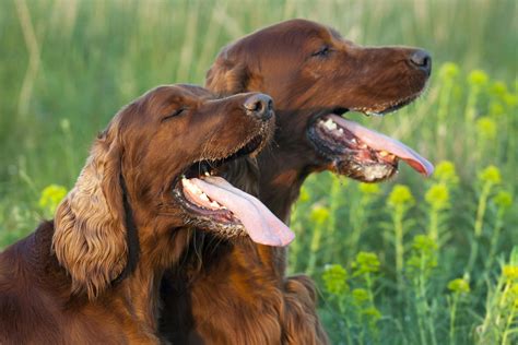 Why Is My Dogs Tongue Black