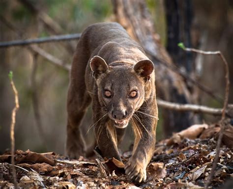 The king of Madagascar, the Fossa : r/natureismetal