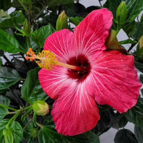 Painted Lady Pink Hibiscus Bush for Sale | Tropical Plants