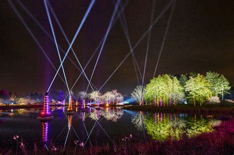 Morton Arboretum in Lisle reimagines Illumination: Tree Lights for anniversary – Shaw Local