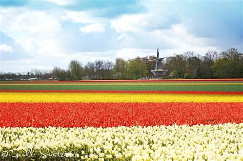 Tulip Flower Fields In Netherlands Facts | Best Flower Site