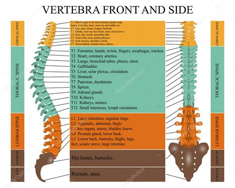 Diagrama de una columna vertebral humana delante y al lado con el ...