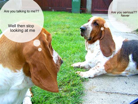 Basset Drool: Basset Hound Comedy