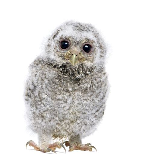 Young Little Owl