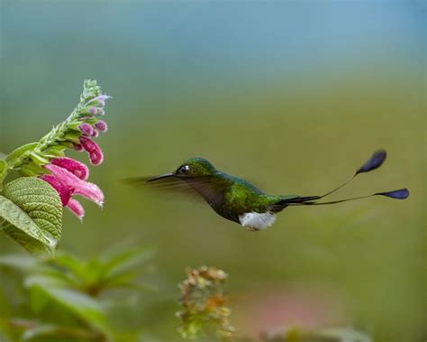 Somerset House - Images. BOOTED RACKET-TAIL HUMMINGBIRD