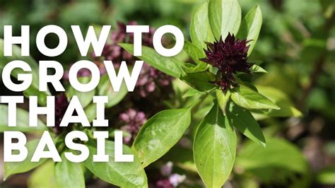 How to Grow Thai Basil & Problems To Watch Out For