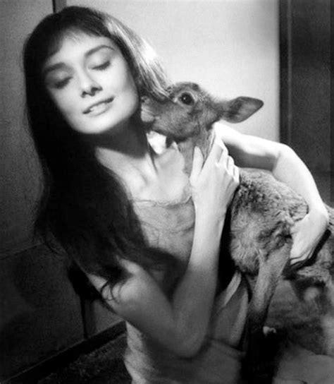 Audrey Hepburn baby deer fawn Aubrey Hepburn, Vision Board, Fawns Deer ...