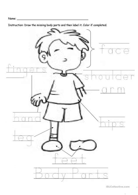 Human Body Worksheet Preschool