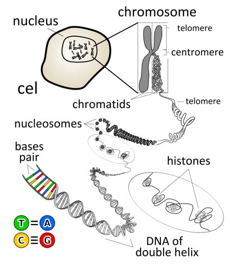 Aneuploidy vs. Polyploidy | Definition & Examples - Lesson | Study.com