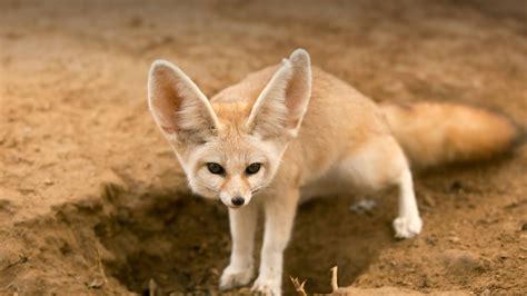 Fennec fox standing over hole in dirt | Домашняя лиса, Степная лиса, Животные зоопарка