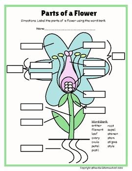 2nd/3rd/4th/5th/6th Grade Flower Parts Labeling & Definitions | TpT