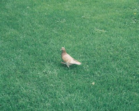 The Rare Albino Pigeon! 6 Amazing Images And 14 FAQs