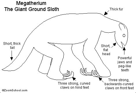 Megatherium Size