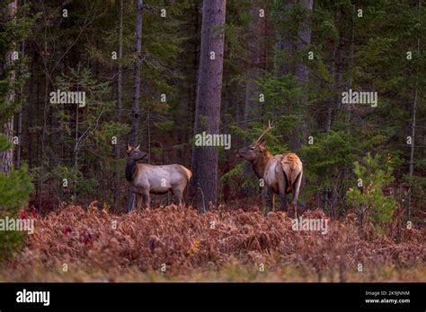 Elk in Clam Lake, Wisconsin Stock Photo - Alamy