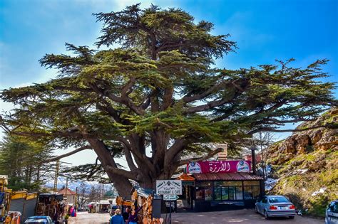 Cedars of Lebanon - Silicon Palms