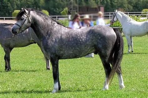 Welsh Pony: Characteristics & Temperament - Petsyclopedia News