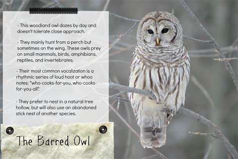 A few fast facts if you'd like to get to know the Barred owl | Barred owl, Owl, Mammals