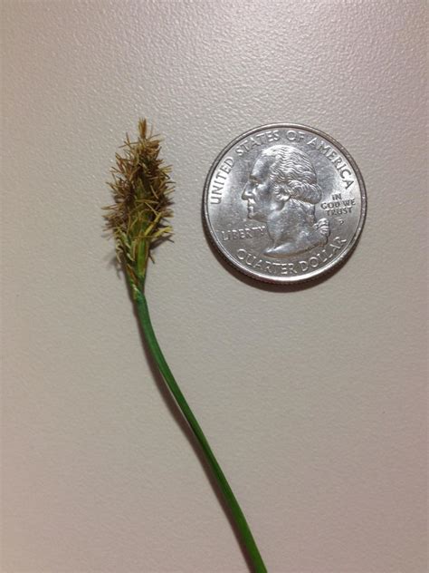 Sweet Vernalgrass | Center for Agriculture, Food, and the Environment