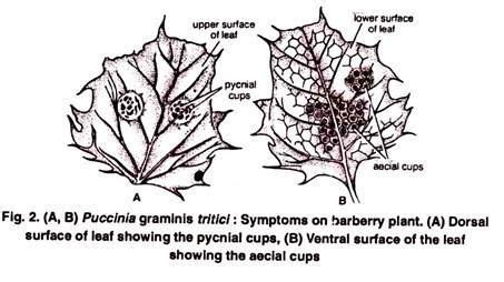 Puccinia ~ Everything You Need to Know with Photos | Videos