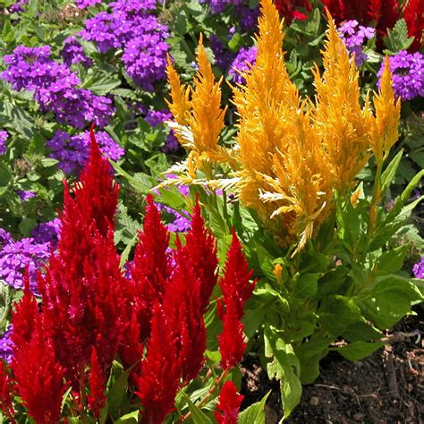 12 Best Annual Flowers for a Sunny Site | Front yards, Sprinkles and Grasses