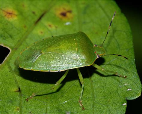 green stink bug (Chinavia hilaris)