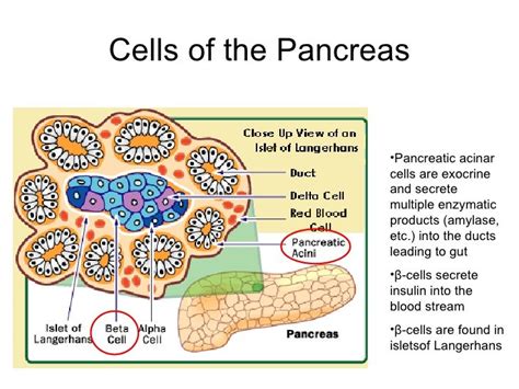 Reprogramming Pancreatic Cells