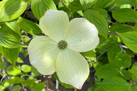 Dogwood Trees Bloom In May