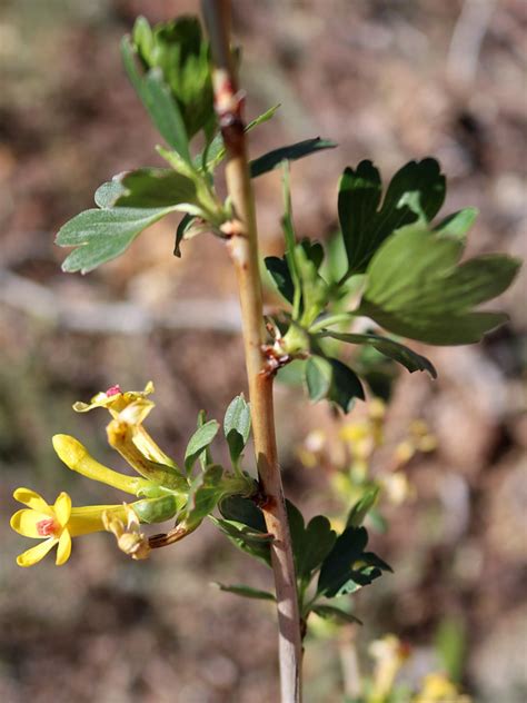 Stem and flowers - photos of Ribes Aureum, Grossulariaceae