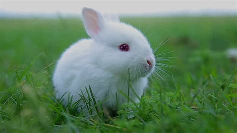 Pin by Maria Sato on Animals | Baby bunnies, Green rabbit, Pet bunny