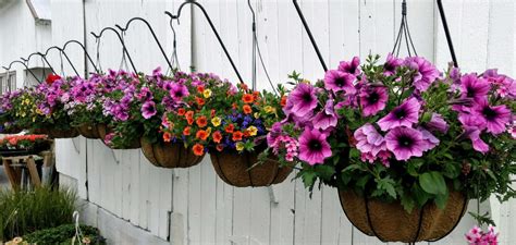 20 Best Flowers for Planting in Hanging Baskets | Top Hanging Plants