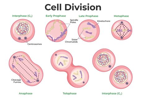 Difference Between Mitosis And Meiosis - GeeksforGeeks