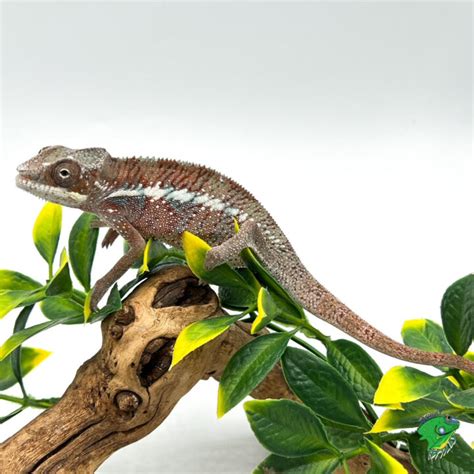 Ambilobe Panther Chameleon - cb juvenile male - Strictly Reptiles