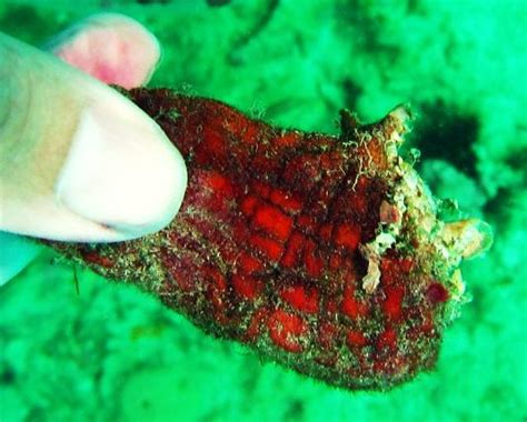 Tunicates | Coastal and Marine Laboratory