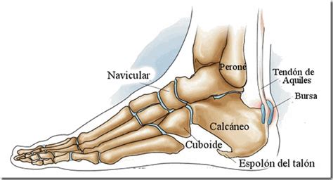 Conoce los síntomas de espolon calcaneo – Gran Hermandad Blanca
