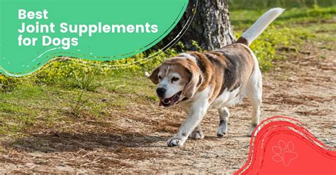 10 Best Joint Supplements For Dogs 2024 - I Love Veterinary