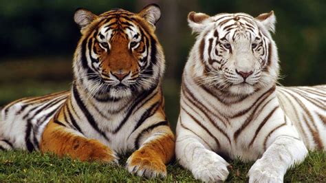 Free photo: White tiger - Animal, Carnivore, Cat - Free Download - Jooinn