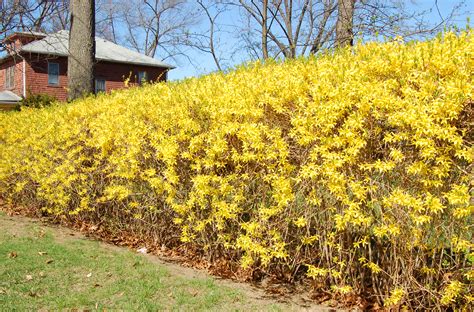 Best Shrubs for Sun With Colorful Flowers