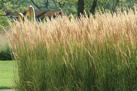 Feather Reed Grass Karl Foerster - Waytogrowgreenhouses