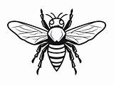 Easy Coloring Cicada Image  Page sketch template