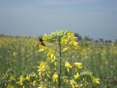 Bahawalnagar District – attractive field view – Paki Mag