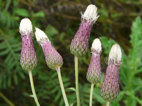 Toronto Wildlife - More Canada Thistle