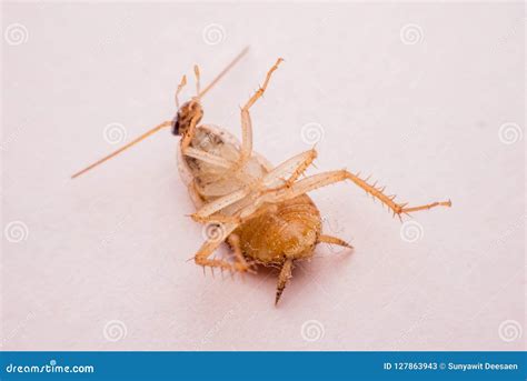 Roach dead on the floor stock image. Image of cockroach - 127863943