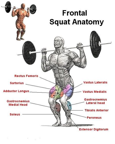 Pin by Sergeant Schroeder on Compound Exercises | Squat workout, Squats ...